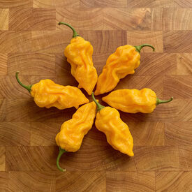 Devil's Tongue, Pepper Seeds